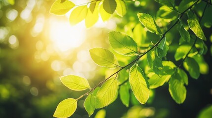Close-Up View of Fresh Green Leaves Illuminated by Soft Morning Sunlight Against a Blurred Natural Background Creating a Tranquil Atmosphere