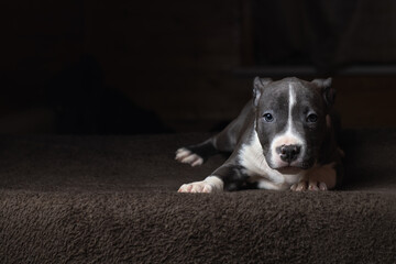 Portrait of a beautiful young purebred Staffordshire Terrier puppy in the studio.