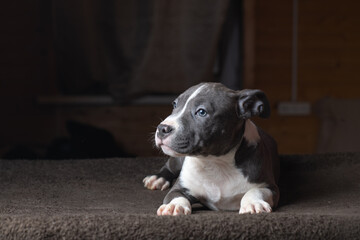 Portrait of a beautiful young purebred Staffordshire Terrier puppy in the studio.