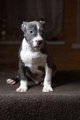 Portrait of a beautiful young purebred Staffordshire Terrier puppy in the studio.