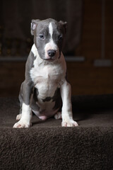 Portrait of a beautiful young purebred Staffordshire Terrier puppy in the studio.