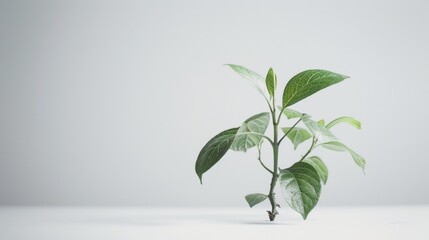 Modern black leather chair against a bold color block wall