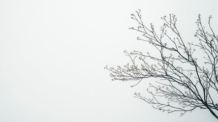 Fototapeta premium Bare Branches Against a Pale Sky: A Minimalist Nature Photograph