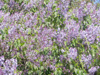 Obraz premium Lilac. A large lilac bush photographed close-up