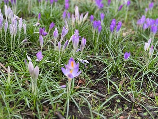 Close up of early spring flowers in a park