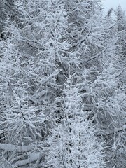 Frosty pine trees full of snow