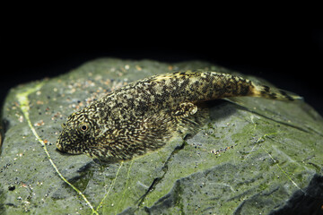 Speckled Butterfly loach (beaufortia polylepis) freshwater aquarium fish from China