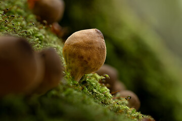 Single stump puffball growing from moss