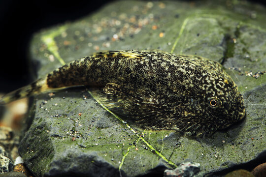 Speckled Butterfly loach (beaufortia polylepis) freshwater aquarium fish from China