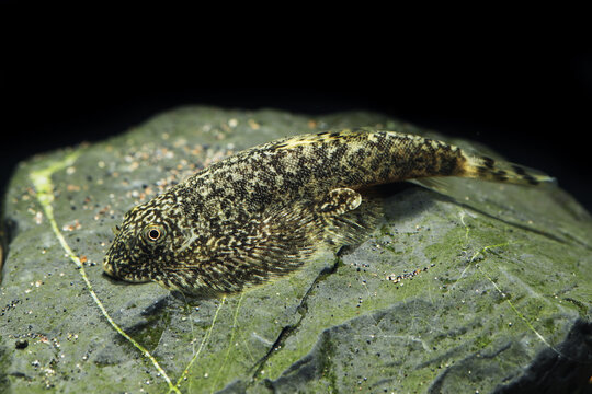 Speckled Butterfly loach (beaufortia polylepis) freshwater aquarium fish from China