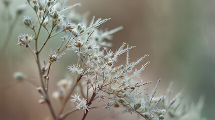 Macrophotography of beautiful dry plant in pastel colors