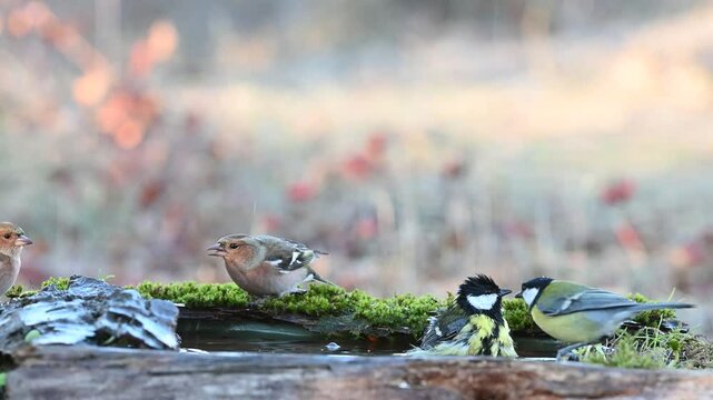 Songbirds Chaffinch Fringilla coelebs and Great Tit Parus major Bathing in the Forest on a Beautiful Background Slow Motion. Close-up.