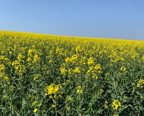 Perfect canola field with a bright blue sky