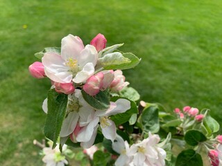 Close up of a blooming apple tree