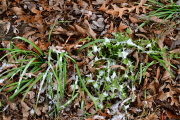 Snow on Grass and Dry Leaves