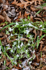 Snow on Grass and Fallen Leaves