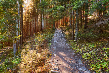 Amazing hiking route in enchanting forest, mysterious woodland trail. Traveling experience