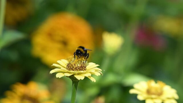 Closeup of a Bombus terrestris, the buff-tailed bumblebee or large earth bumblebee, feeding nectar of flowers. Slow motion.