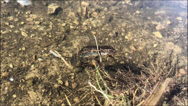 Apennine Newt in Its Natural Habitat at a Mountain Pond in Tuscany