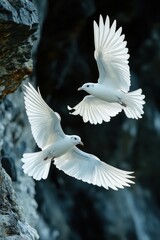 Two Elegant White Birds in Mid-Flight Against a Stunning Rocky Background Showcasing the Beauty of Nature and Wildlife in Their Natural Habitat