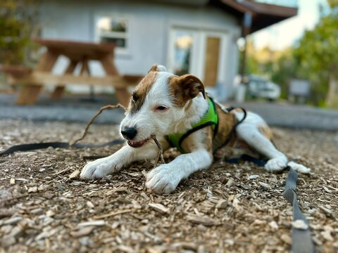 One cute brown and white puppy chewing on a stick in the front yard on a sunny summer day - Powered by Adobe