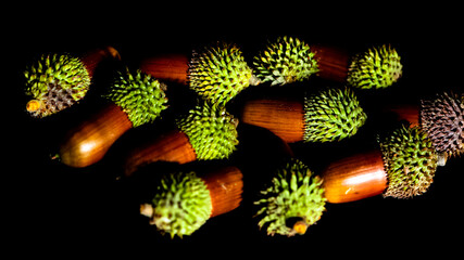 photos of wild fruits, ripe acorns.