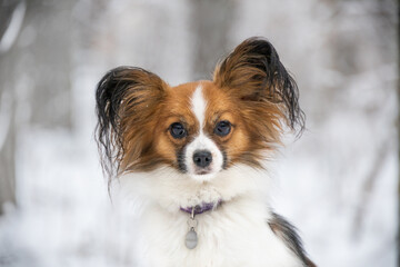 portrait of a beautiful red papillon against the backdrop of a winter forest