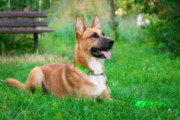 a large Malinois red dog lies on the grass against the backdrop of a green garden in a bright collar