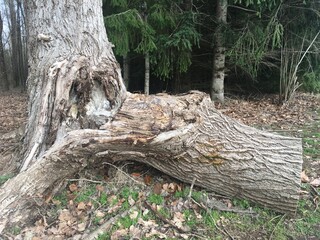 Close up tree trunk in forest