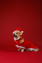 Festive Corgi in Santa costume on red backdrop, spreading holiday magic and Christmas charm