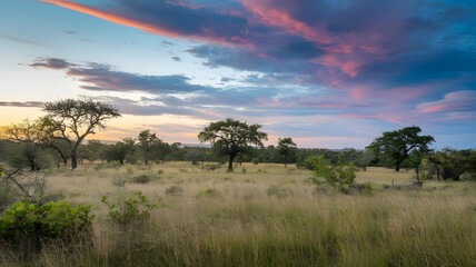 Obraz premium Grassy savanna with scattered trees under a vibrant sky.