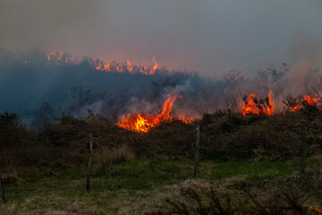 Fototapeta premium fire in the forest