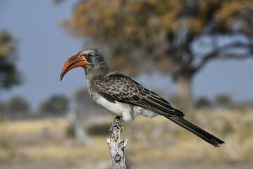 Southern  Red-billed Hornbill