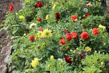 beautiful yellow and red flowers in the garden, botanical view, plant, flora summer autumn nature