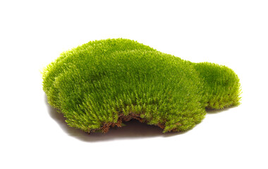 Green moss isolated on white background