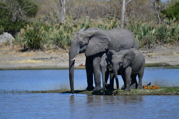 Fototapeta premium Elephants