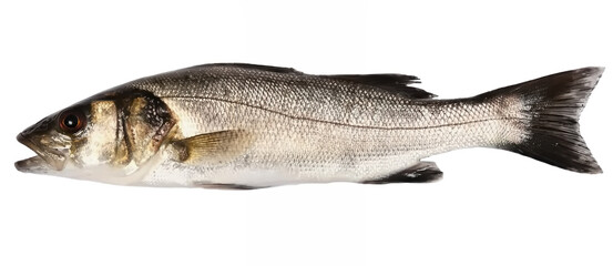 Fresh  fish lubin, brancin, smudut ,agac isolated on white