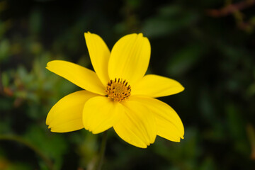 Yellow flower