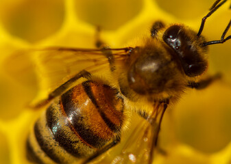 Close up of a bee on a honeycomb.
Its body, head, eyes, antennae, wings and legs are clearly visible.
