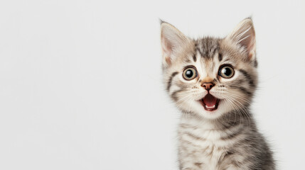 Surpised cat with big eyes on a neutral background