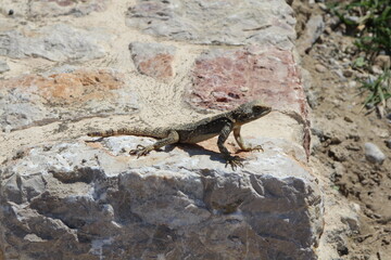 A Lizard. Rhodes. Greece. Summer 2013