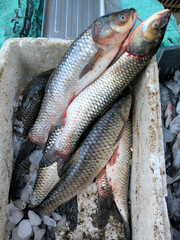 Fish market. Fresh fish on the counter. Day. Autumn. Egypt.