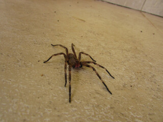 A Phoneutira armored spider on the floor of a country house