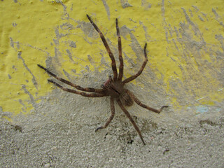 A Phoneutira armored spider on the wall of a country house