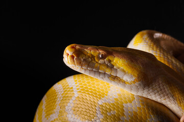 Close-up of a yellow python against a black background showing its brightly colored scales, Tree Snake