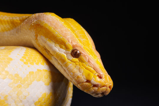 Close up of golden yellow python with tongue hanging out on black background. tree snake