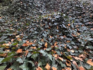 Deeply textured forest ivy autumn full frame background. Beautiful Hedera Helix leaves and autumn yellow leaves covering rocks in the forest. European ivy, or just ivy. Autumnal mood. Close-up.	