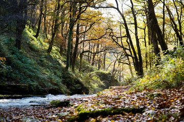 The lush greenery was dotted with brilliant splashes of wildflowers in every shade imaginable