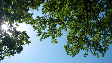 Branches of Oak tree with fresh green leaves on spring sunny day with blue sky and sun. Topics: natural environment, deciduous tree, forest, season, beauty of nature, vegetation, weather