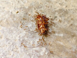 a dead cockroach surrounded by red ants